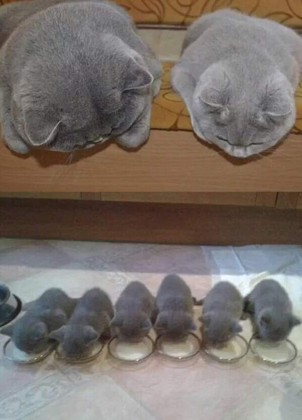 Кошачьи семьи в фотографиях