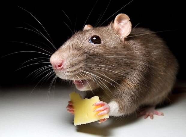 Грызуны-захватчики: массовое нашествие мышей в Австралии вызывает ужас