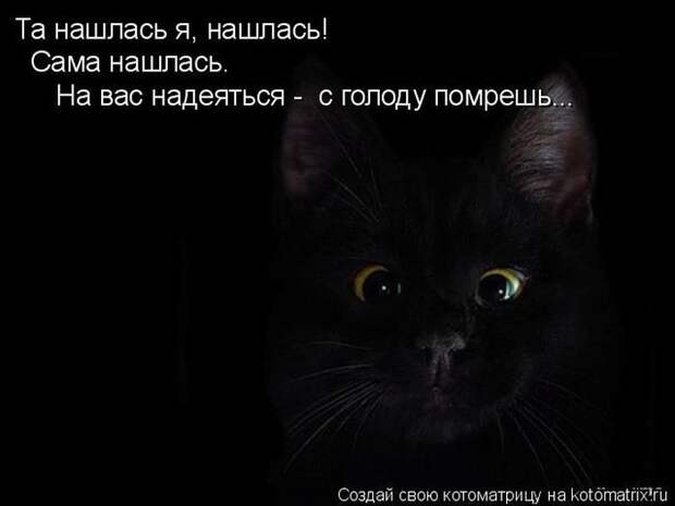 Лучшие котоматрицы недели (50 фото)
