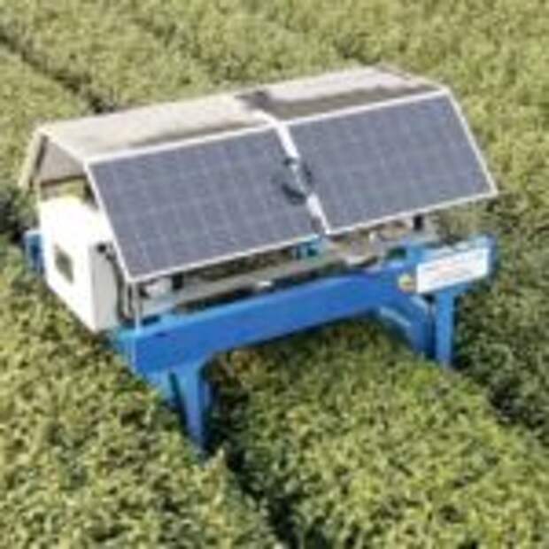 Китайский робот по сбору чая