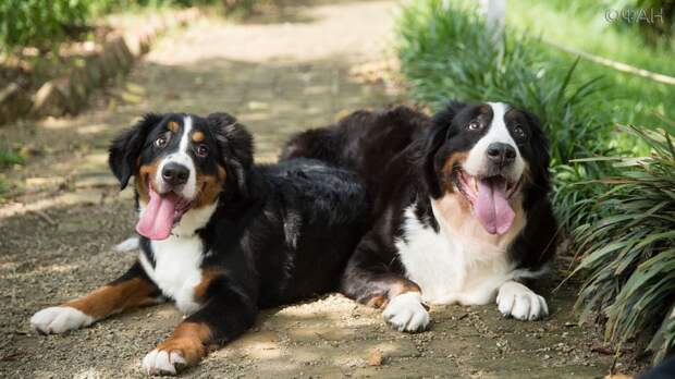 ФАН выяснил, как помочь животным пережить аномальную жару