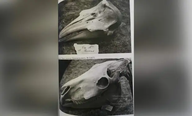 За кражу 33 черепов животных из Зооинститута РАН столяр получил пять лет условно