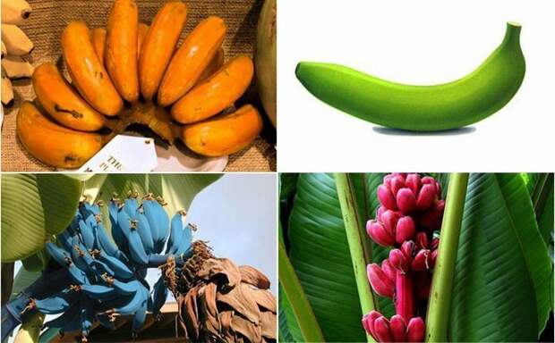 Бананы бывают разными — синими, жёлтыми, красными бананы, разнообразие, флора