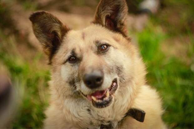 Арчи и Кристи из приюта для собак в САО ищут любящих хозяев