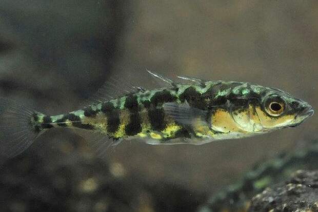 Эволюционная игра в Лего