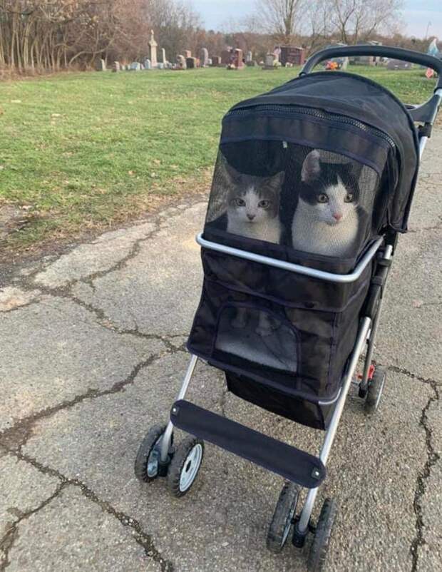 коты в коляске