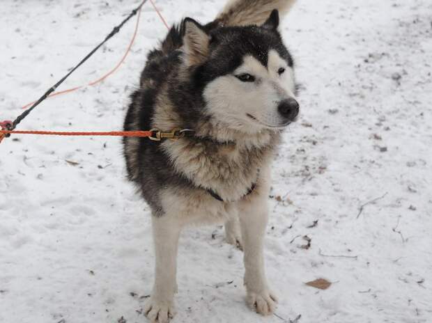 Мальчика, лицо которого растерзали голодные хаски в Сочи, будут лечить в Москве — сейчас он в коме