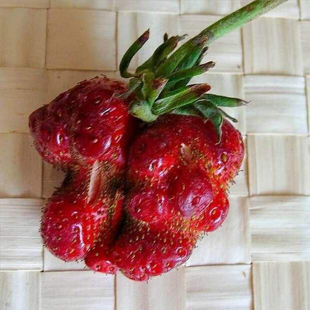 При недостатке бора ягоды земляники деформируются. Фото с сайта img0.liveinternet.ru