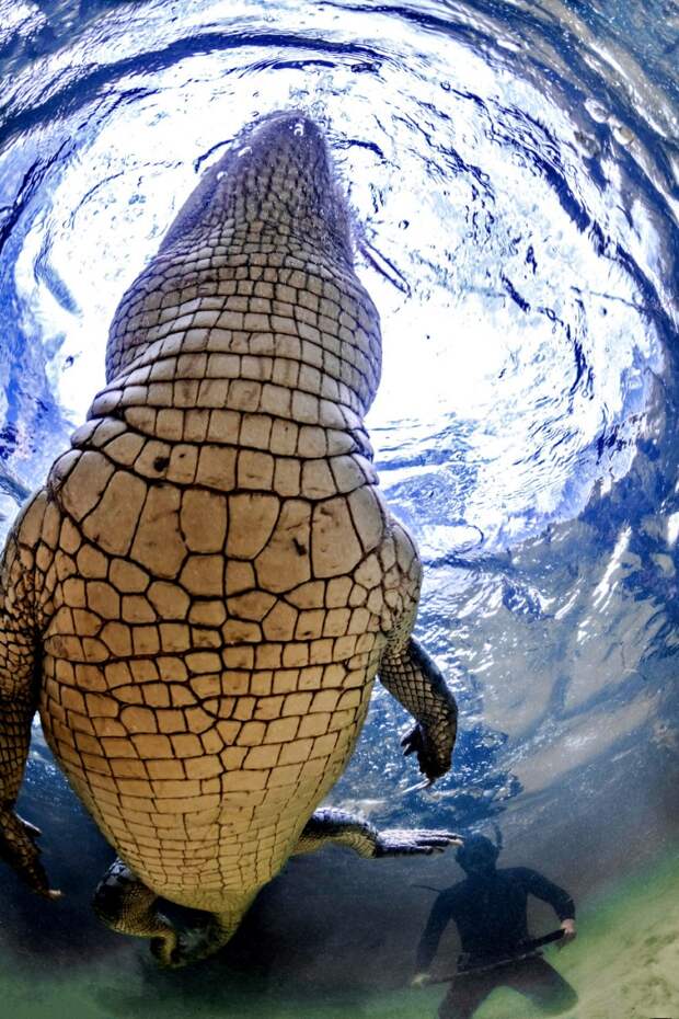 Плавание с крокодилом