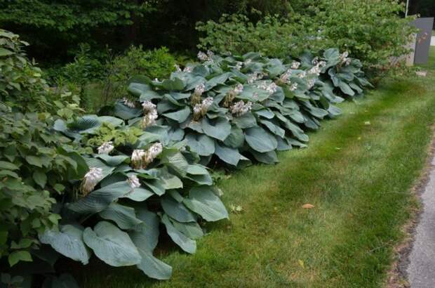 Хоста Зибольда (Hosta sieboldiana)