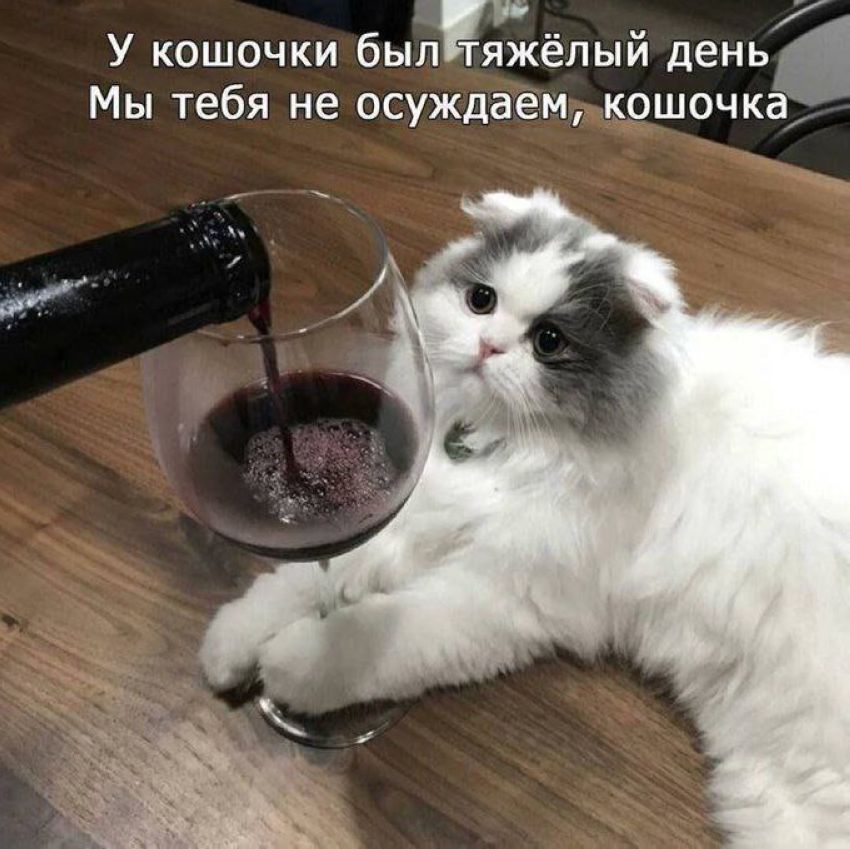 мемы
