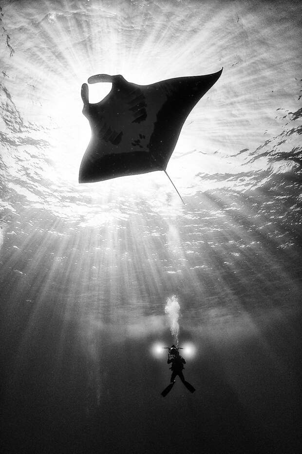 Подводное царство духозахватые чёрно-белые фотографии жизни под водой 36