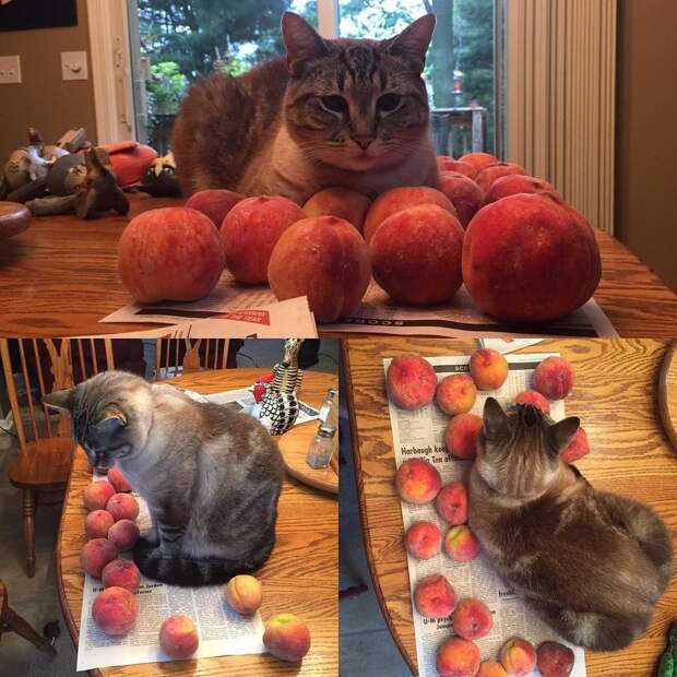 кот рядом с персиками