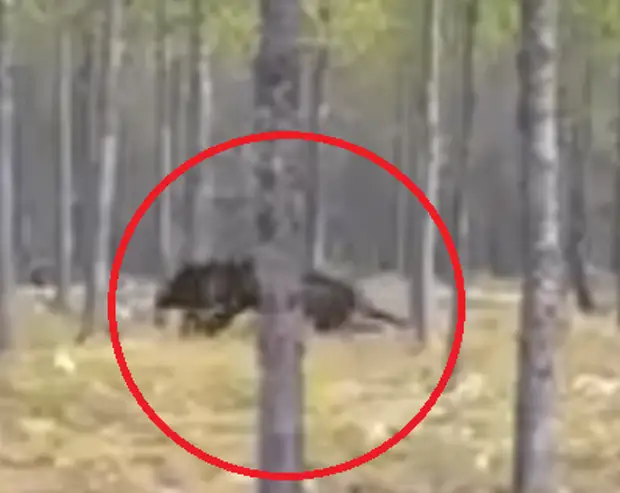 Нападение лесу. Страшное существо которое пожирает людей в лесу. Самый огромный волк снятый на камеру. Неизвестные существа в лесу. Людоеды снятые на камеру.