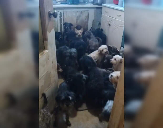 Жительница Тольятти держала в квартире более 120 собак