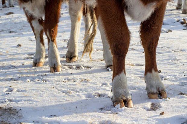 Губернатор Травников: 113 семей уже получили 40 млн после изъятия животных