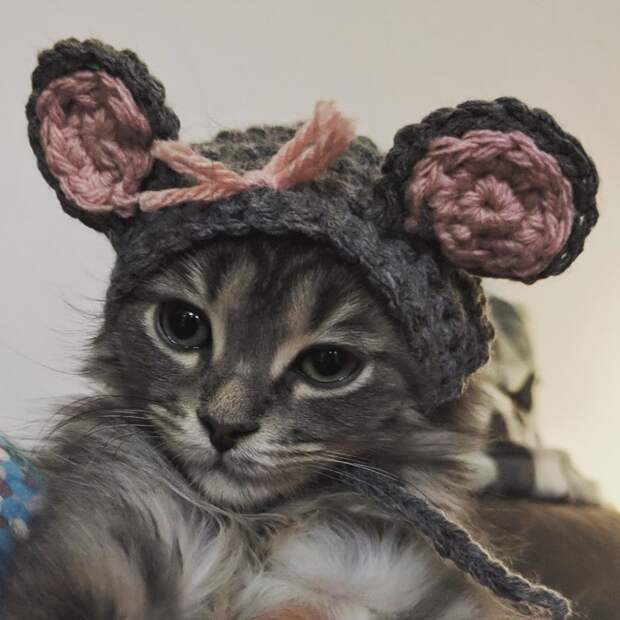 Котейки, знающие толк в моде на милые шапочки Котейки, знающие толк в моде на милые шапочки