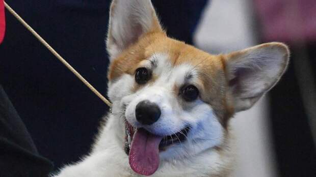 Кинолог: корги, пропавшая вместе с семьёй Усольцевых, не смогла бы вывести их