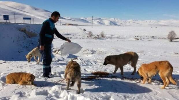 В Турции после похолодания активисты спасают бездомных собак и кошек
