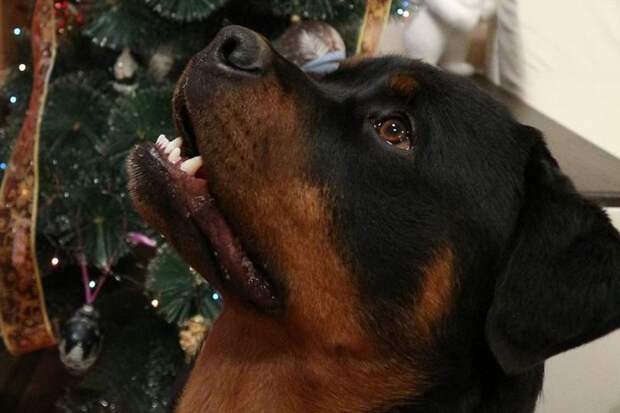 Зоозащитники предупреждают: В год Собаки псов сперва будут дарить, а потом выбрасывать год собаки, животные, зоозащитники, предупреждают