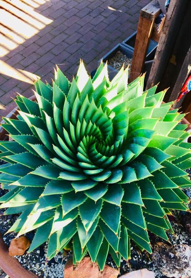 23 Wonderful Symmetrical Plants