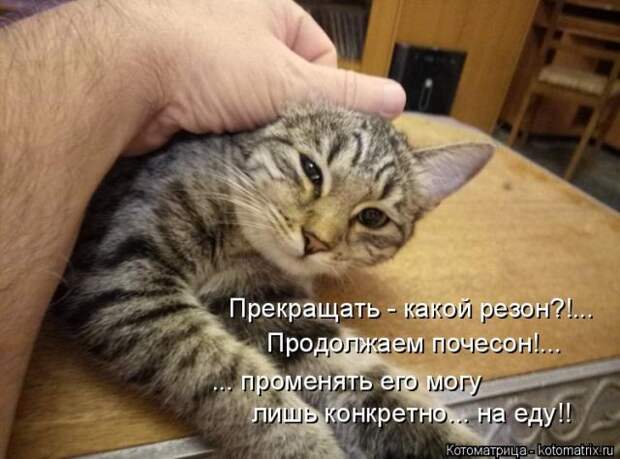 Лучшие котоматрицы недели (50 фото)