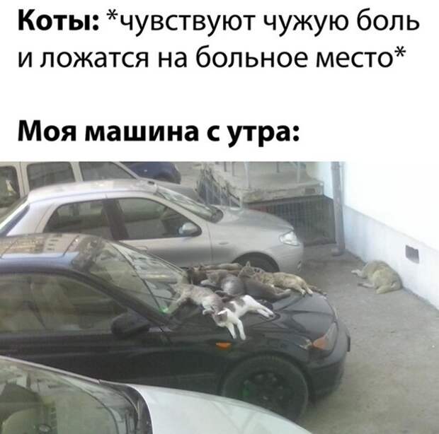 Машина с утра