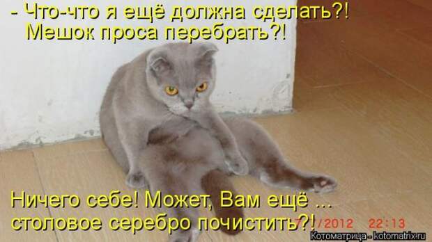 Лучшие котоматрицы недели (50 фото)