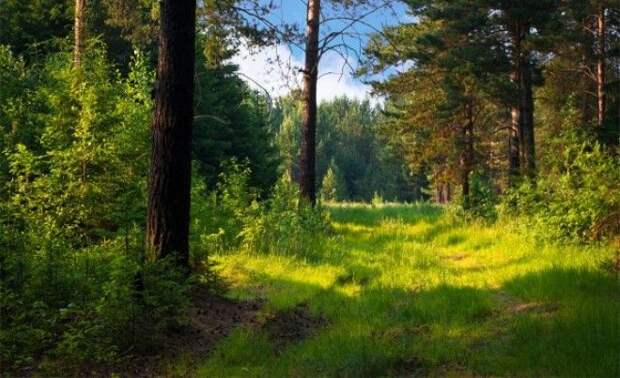 По следам Домового главы 13