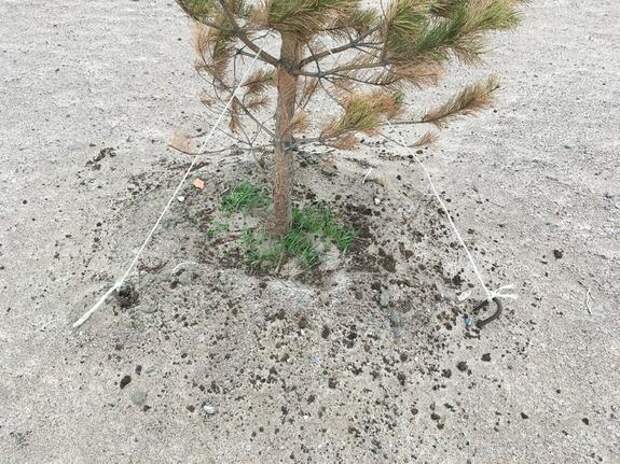 На автобусной площадке в Парголово появились 75 новых елей