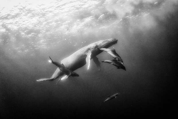 Подводное царство духозахватые чёрно-белые фотографии жизни под водой 16