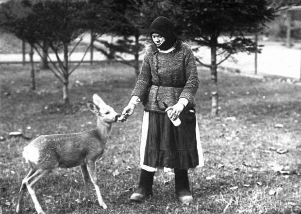 Вскармливание косули, 1920-е годы. Фото: архив Московского зоопарка