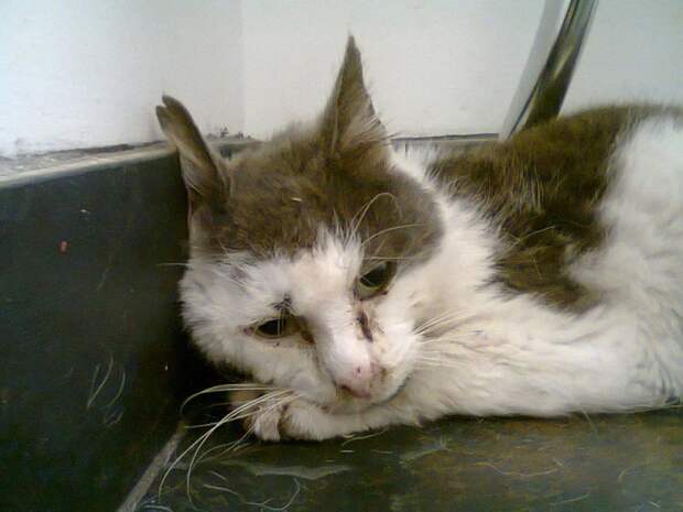 Этот кот 11 лет прожил на улице и израсходовал почти все свои 9 жизней