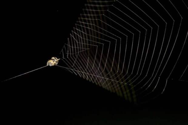 Ученые впервые измерили скорость броска «ловчих» пауков