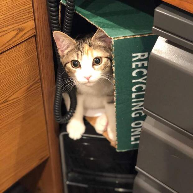 коты живут в офисе кот в коробке