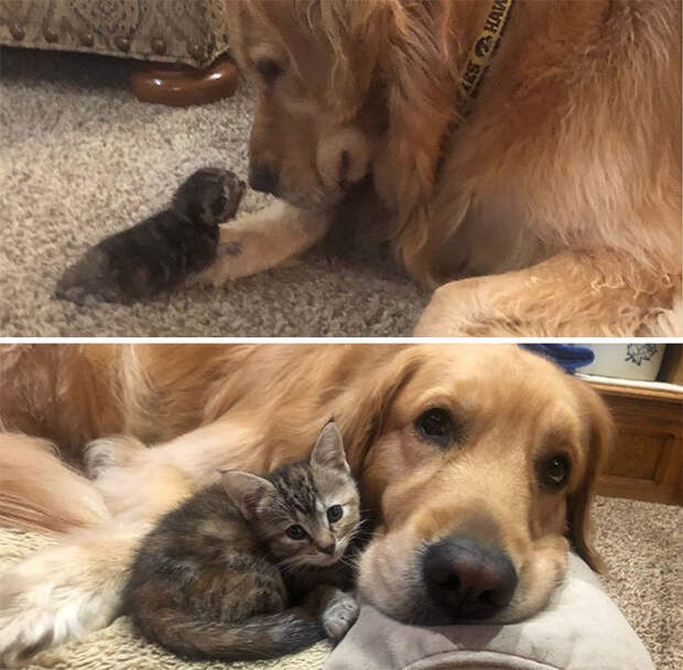 1612249841_pressa_tv_5adfef3b-dee8-4b82-8890-69bb811d2f44 (700x687, 307Kb)