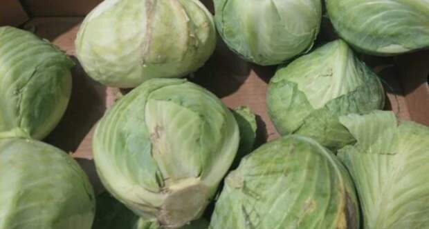 Почему капуста получается сухой: простой секрет с молоком