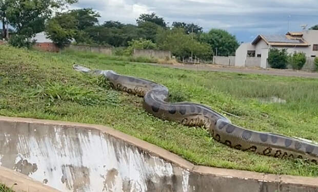 Кадр из видео @gabrito4