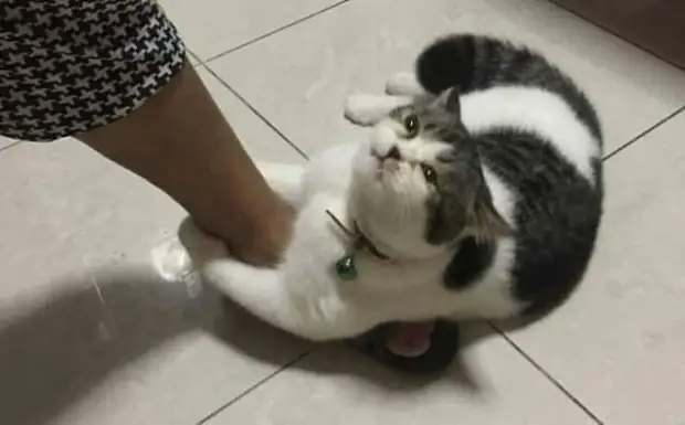 ������� �����, ����� �� ������� ������� ��������