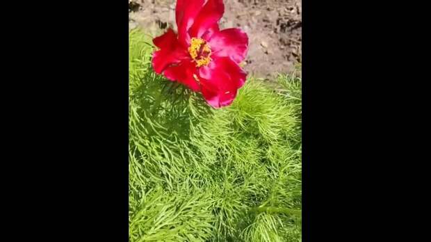 Погодка в Донецке сегодня https://t.me/webmoney_dn/322122Video: Клип