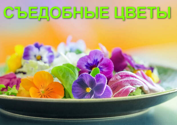 Съедобные цветы на вашем столе