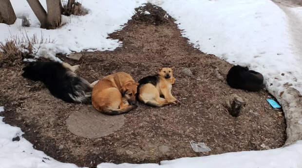 Бастрыкин поручил возбудить сразу несколько дел из-за собак в Новосибирске