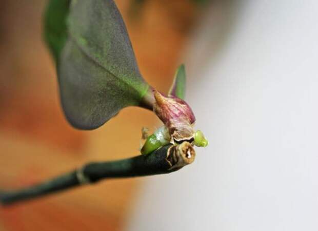 Цветонос на орхидее просто укорачивается, а над почкой следует оставить расстояние не менее 2 см