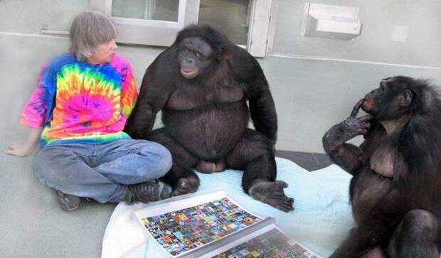 Самка и самец бонобо общаются с человеком кости, наука, тайны