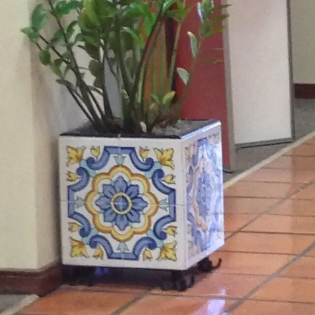 Интересные мини-клумбы из кактусов и суккулентов, а также самые ...