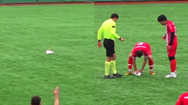 В Стамбуле футболисты случайно сбили чайку мячом прямо на поле