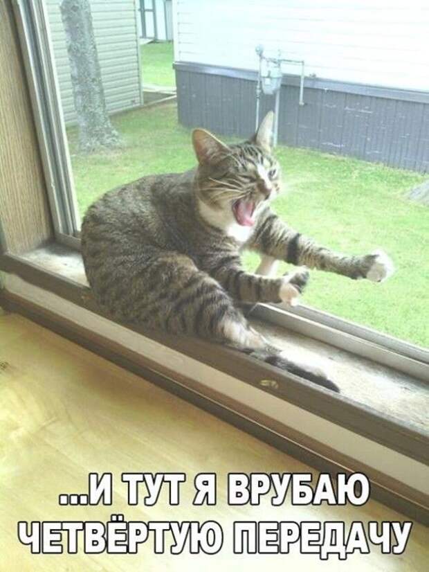 Подборка фото забавных котов и котят со смешными надписями )