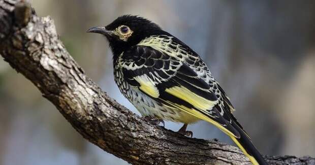 Как орнитологи переучивают вымирающих медососов петь по‑старому