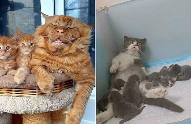 13 эмоциональных фото животных, которые, похоже, не были готовы стать родителями 13 эмоциональных фото животных, которые, похоже, не были готовы стать родителями