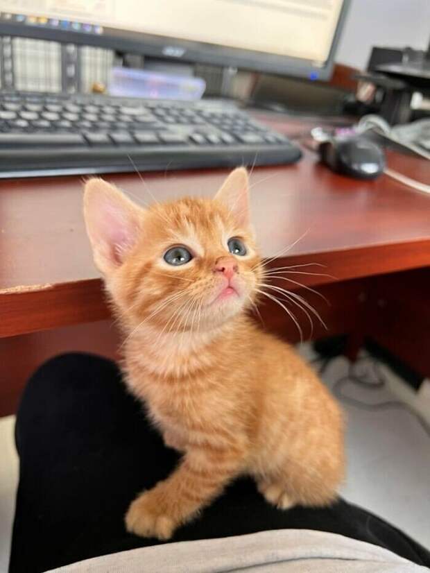 Незаконно маленькие котейки, которые своруют ваше сердце